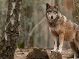loup
